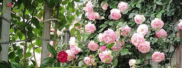 ばお〜さんの壁紙画像