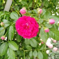 ばお〜さんのアイコン画像