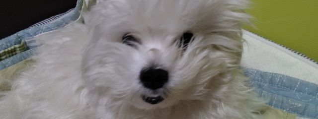 わらび餅さんの壁紙画像