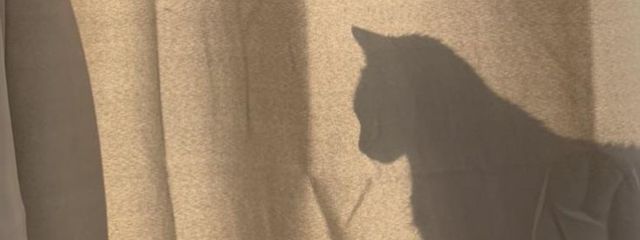 Ｍｉｒｅｉ🕊さんの壁紙画像