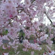 smoothieさんのアイコン画像