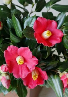 専