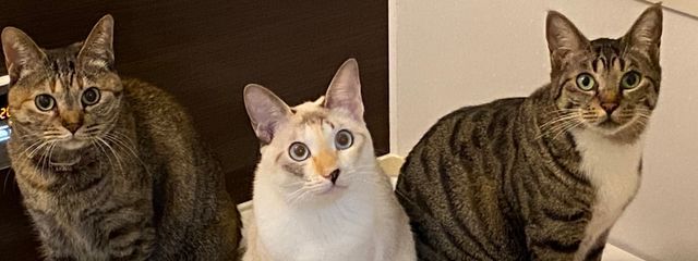 🐈‍⬛性癖が捻じ曲がった人 @低浮上さんの壁紙画像