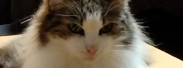 ろんろん🌸♪さんの壁紙画像