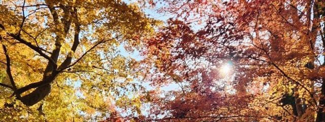 里雪さんの壁紙画像