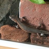 カワセミ(シャランガ)さんのアイコン画像