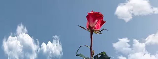 💸がない仔さんの壁紙画像