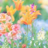 Yume_💐🤍 さんのアイコン画像