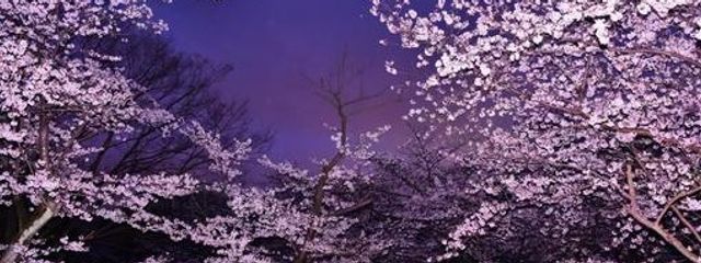 桜花さんの壁紙画像