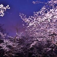 桜花さんのアイコン画像