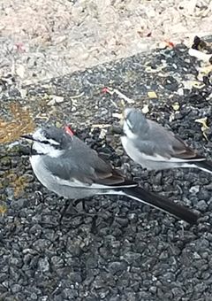 巫女何でも屋やります。