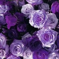 綾織 #🇫🇷さんのアイコン画像