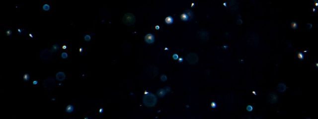 ミントさんの壁紙画像