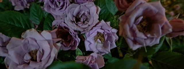 人形さんの壁紙画像