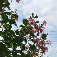 ちさ@鳥好き #えんぷてぃ教()さんのアイコン画像