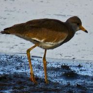 🐦さんのアイコン画像