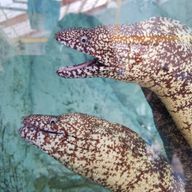 監督生さんのアイコン画像