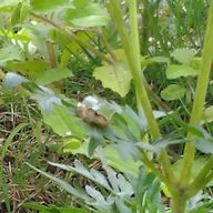 秋葉／～フォロバ100%～／リムらないでくださいさんのアイコン画像