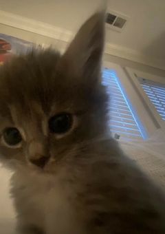 ︎ ︎ ︎ ︎今 宵 ､   貴 方 を 奪 い 去 り ま す  。︎ ︎