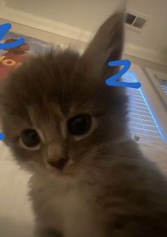  ︎︎弱肉強食 ︎︎