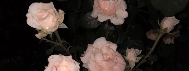 ︎︎           963  さんの壁紙画像