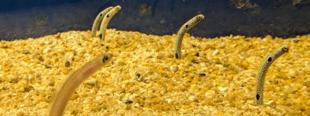 なるさんの壁紙画像