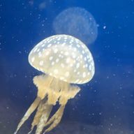 なるさんのアイコン画像