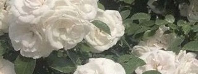 温 奈 𑁍𓏸 𓈒𓂃さんの壁紙画像