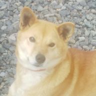 朱鳥🏍️さんのアイコン画像