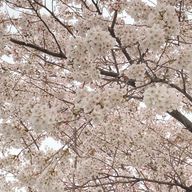 URAMURAKABUTOさんのアイコン画像