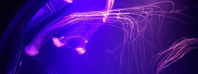 明兎@最弱さんの壁紙画像