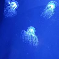 明兎@最弱さんのアイコン画像