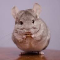 いかのこ日和さんのアイコン画像