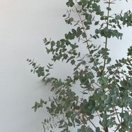 ぴさんのアイコン画像