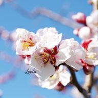 Lapinさんのアイコン画像