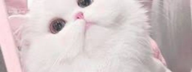 るるさんの壁紙画像
