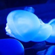 Southさんのアイコン画像