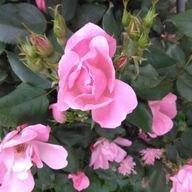 滝野瀬星さんのアイコン画像