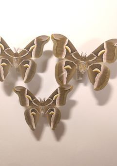 標本部屋ー！虫とか骨とか嫌いな人みないでね笑笑