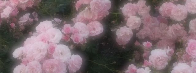 ａｒｉａさんの壁紙画像