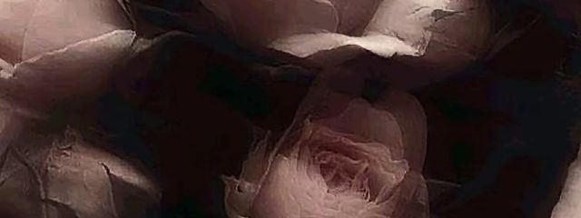 初さんの壁紙画像