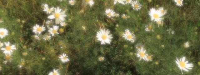 ✩.*˚さんの壁紙画像