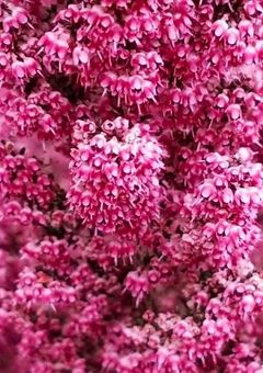 エリカの花のような革命を