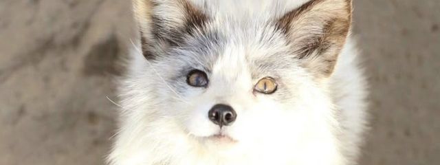 水無瀬野狐さんの壁紙画像