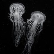 카렝さんのアイコン画像