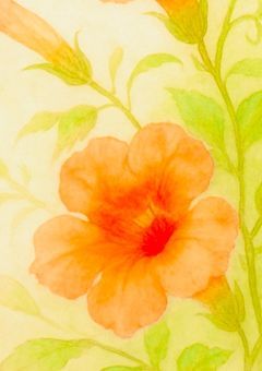 空を知らぬ凌霄花