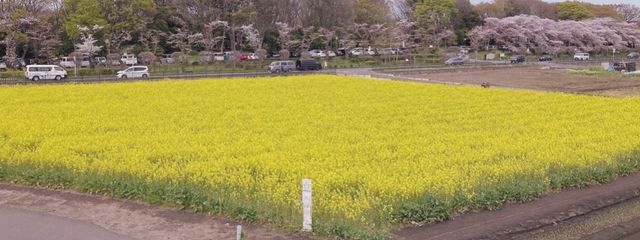 SAKIさんの壁紙画像