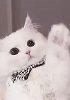 無自覚ぴょんては純粋くん .