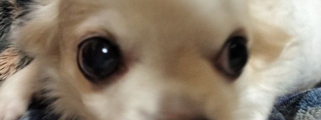 ナマエちゃんさんの壁紙画像