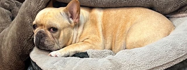 バグ大好きさんの壁紙画像